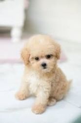 TOY POODLE PUPPIES WITH AKC REGISTRATION PAPERS