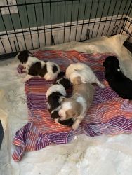 Puppies looking for a new home