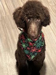 Chocolate standard Poodle for sale