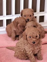 miniature toy red poodle