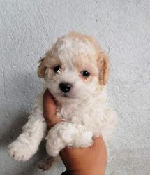 Puppies poodle