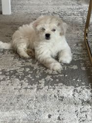 7 weeks puppie … poodle Shih Tzu mix