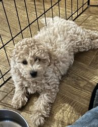 ESKIPOO PUPPIES FOR SALE