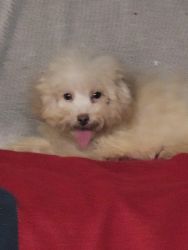 Chaser is a Toy Poodle