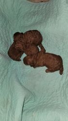 Poodle puppies Miniature