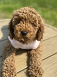 Mini Red poodle