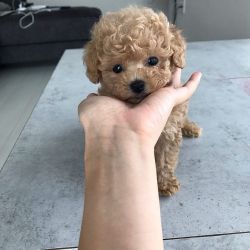 Teacup Poodle available
