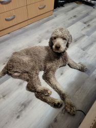 17 mon. Old Poodle for Sell