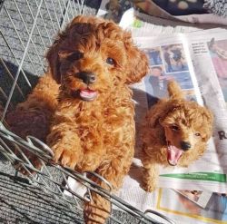 Poodle puppies for sale