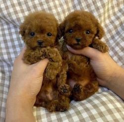 Miniature poodle puppies for sale.