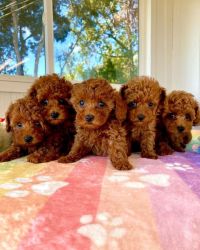 Poodle puppies ready for their new home.