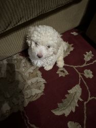 Toy male poodle