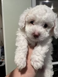 Toy French Poodle Puppy