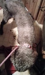 5 year old Standard poodle