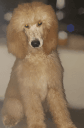 Aspen - Standard Poodle Puppy