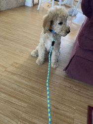 Drastically reduced AKC Registered Standard Poodle Puppies