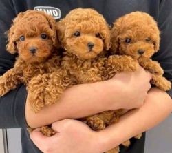 Lovely Teacup Poodles