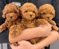 Amazing Poodle Puppies