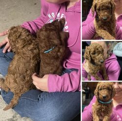 Beautiful AKC standard Poodles- reduced