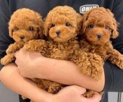 Available Lovely Poodle Puppies