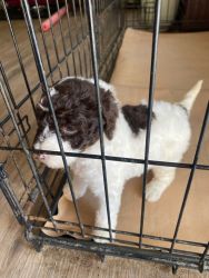 poodle puppies, AKC Registered, $550