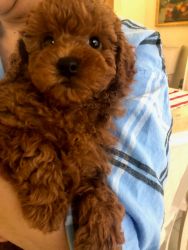 Red Toy poodle