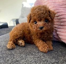 Toy and Mini Poodle puppies