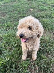 Rehoming Mini male poodle