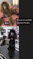Standard poodles