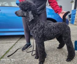 Akc Standard Poodle 16 months looking for his forever home