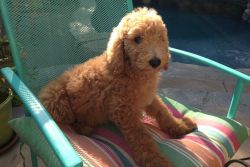 Red Standard Poodle - Eleanor Rigby