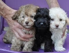 Toy Miniature Poodle Puppies ready