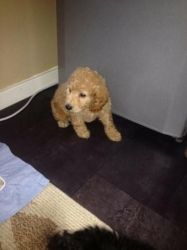 Toy Cockerpoo Puppies For Sale!!