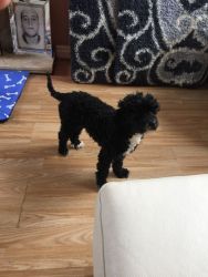 Pra Clear Toy Poodle Puppies