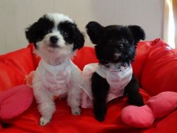 White clean and sweet Poodle puppies M\F Available