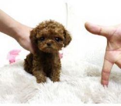 Gorgeous little micro black, white, and red teacup poodle