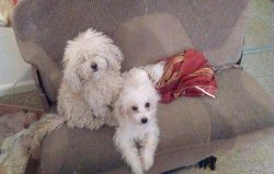 Yorkie and poodle looking for a nice home