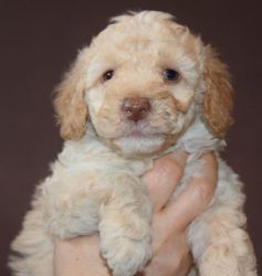 Miniature Poodle Puppy (xxx) xxx-xxx3
