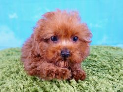 French Poodle- Female puppy- Hanna ($3,000)TCUP