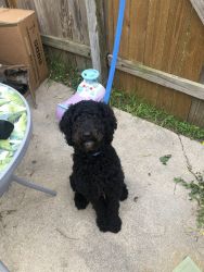 Full breed Poodle for sale