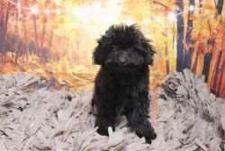 Toy Poodle - Midnight - Male