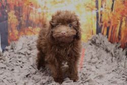 Toy Poodle - Hershey - Male
