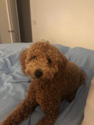Male 7 month Poodle