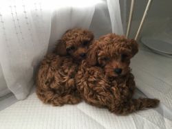 Two adorable Toy Poodle puppies