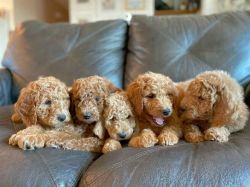 Beautiful Toy Poodles Puppies