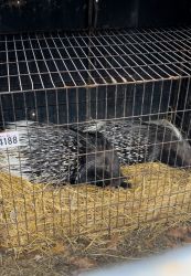 Porcupines for sale