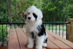 adorable portuguese water dog for sale