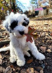 Portuguese water dog puppies!