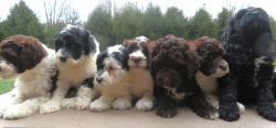 Portuguese Water dog puppies