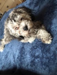 Portuguese Water Dog For sale